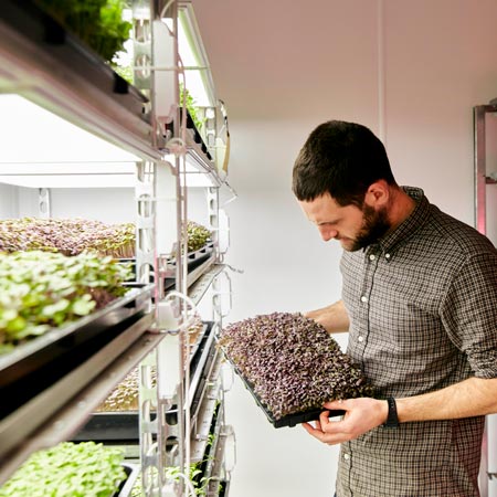 Man looking at plants that are growing inside of an urban farming facility